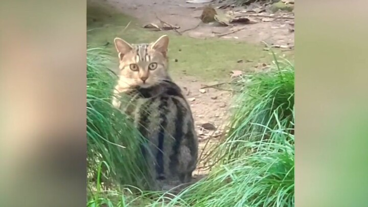 《Watermelon Sprite》