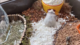 [Animals]Decorate a Hamster's Home with 200 Yuan