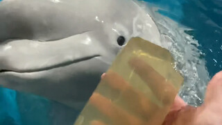 Xiao Hei didn't want to eat jelly at first, but as soon as he saw I was going to give it to Da Bai, 