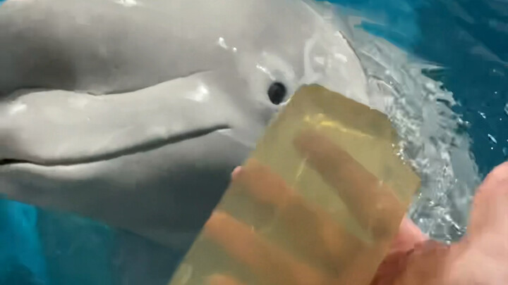 كان الصغير الأسود لا يريد أكل الهلام، لكن بمجرد أن رأى أنني سأعطيه للبياض الكبير، طلب أكله فورًا 😂