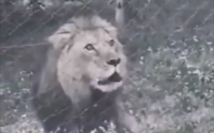 Seeing the flimsy fence, Dinner tossed Lunch in—Lion King was very pleased.