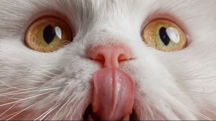 Funny Cat