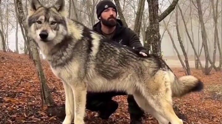 أنقذ رجل جروًا تجمد من البرد، ولم يتوقع أبدًا أن يصبح بهذا الجمال الباهر عندما يكبر!