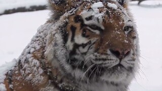 Tiger: It's snowing, duck!🤤 So beautiful. ヾ(=ﾟ･ﾟ=)ﾉ Meow♪