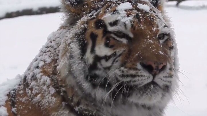 النمر: الثلج يتساقط يا رفاق! ما أجمله. ヾ(=ﾟ･ﾟ=)ﾉ مواء♪