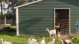 Napakaunique ng itsura ng Pinakamagandang Kambing. Itinuturing itong "Goat Monster".