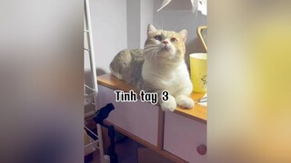 Chiện tình đẫm nức mắt cat mèo OutfitGucNga
