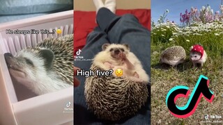 Tiktoks but they are Spikey Bois - Hedghog TikTok Compilation