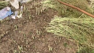 我弟说遛蝴蝶很简单