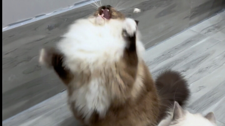 Kucing yang Aneh dan Unik