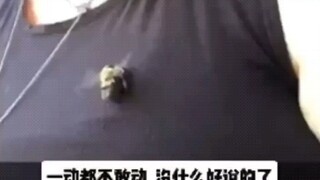 熊蜂打架真猛啊