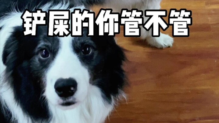 Udah gede banget tapi masih ngganggu anak anjing kecil, malu banget!