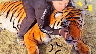 Apa yang akan dilakukan sang harimau jika wajah besarnya dicubit sekaligus?