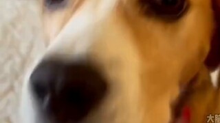 หยุดเล่นกับสุนัขของคุณ