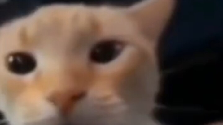 ميم القطط الذي يعالج الشلل الدماغي