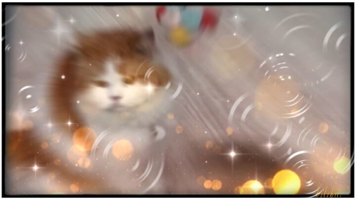 dancing cat