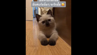 ทาสแมวอย่างเราละลายเลย😍
