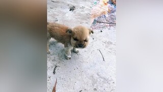 Sao chơi dại vậy con😂??? chó thucung dog funny pet xuhuong