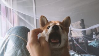 The first time I was woken up by my Shiba Inu.