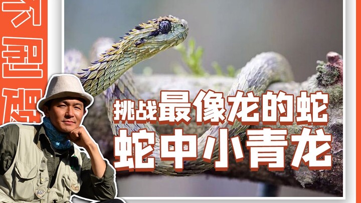 Loài sinh vật nào giống rồng nhất?