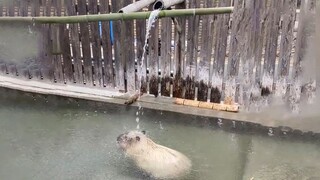Don't disturb me; I'm enjoying the bliss of having my brain flooded with water.