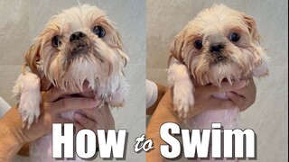 Vacation Time! Teaching My Dog How to Swim | Cute & Funny Shih Tzu Dog Video