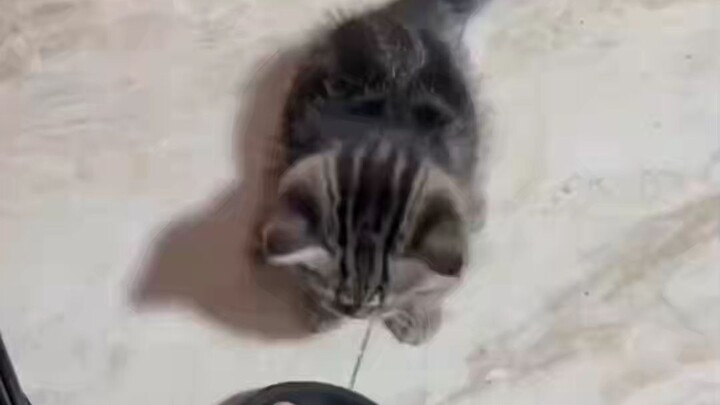 This cat is so well-behaved—much more likely to turn out a jazz‑level star than a pet cat.
