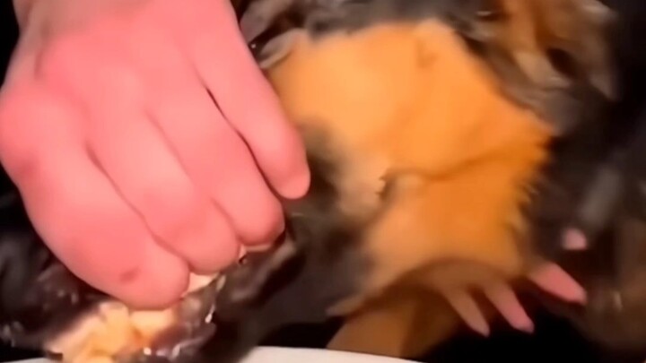 Dog: You two keep being all lovey-dovey—this meal’ll get cold if it sits much longer, so I’ll eat it