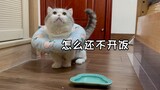 猫：我醒了但没完全醒