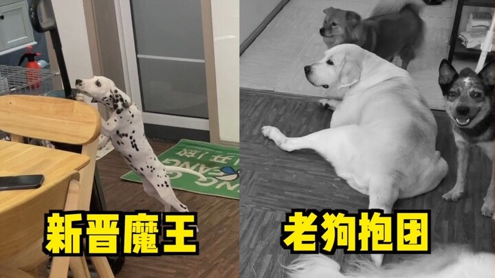 Apakah anak anjing kecil itu mengalami kekerasan dalam rumah tangga? Kebenarannya sungguh melegakan.