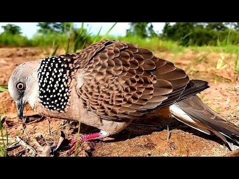 【เจ้าสิงขร134】#wild dove#Bẩy Chim Cu Gáy#burk terkukur pikat