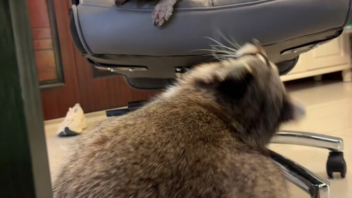 Xiaoxiao's harassing Huahua again, but Huahua won't budge 😂 He even took a bite at thin air in the e