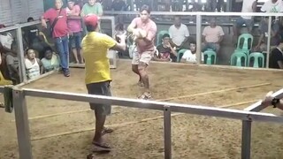 BULIK 1x winner saamin vs. claret na partida dalawa ang tari