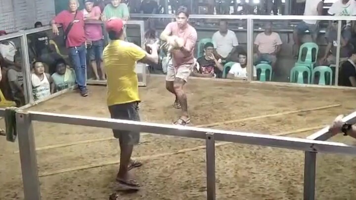 BULIK 1x winner saamin vs. claret na partida dalawa ang tari