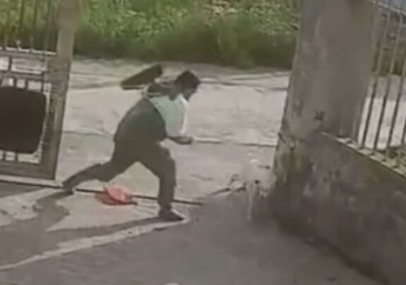 狗：老子聪明会示弱