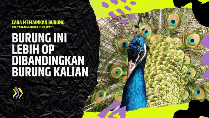 Burung Kalian kalah op dengan burung ini !!!!!!