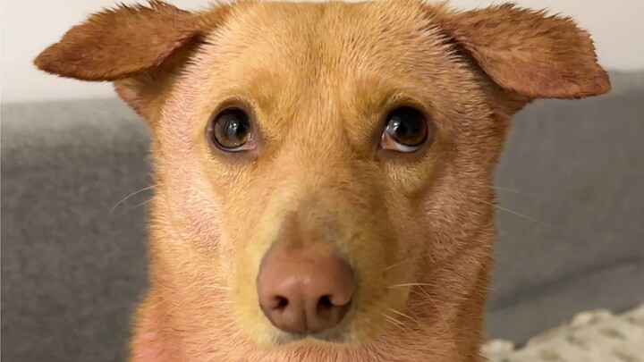 I dyed my dog and you said I abused it?