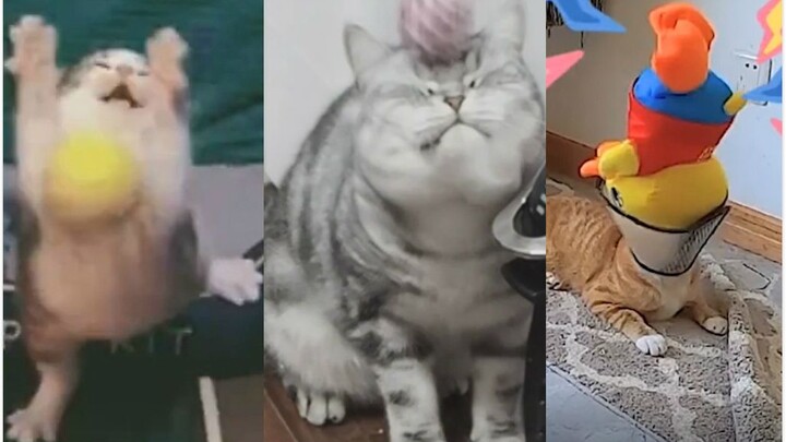 I heard cats have incredible reflexes... Excuse me!