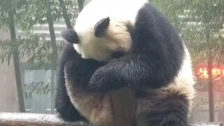 شي يو العظيم، متى ستأتي لاصطحابي؟