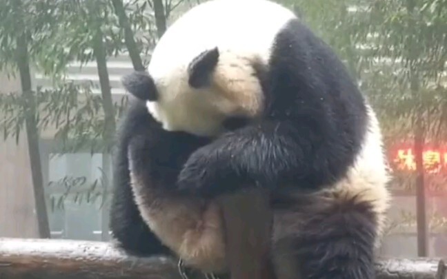 شي يو العظيم، متى ستأتي لاصطحابي؟