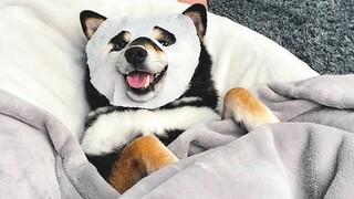 [Sleep Aid] Dog massage, extremely comfortable, will take you to sleep in five minutes