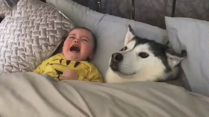 Bayi menangis tanpa henti, Husky menghiburnya sekuat tenaga, lucunya!