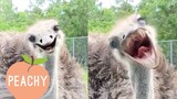 You Can’t Look At Ostriches Without Laughing | Funny Fails