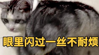 The owner accidentally discovered that the most spoiled cat in the house was actually working agains