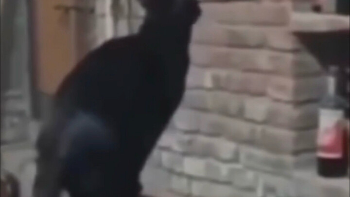 How can a cat jump so high?