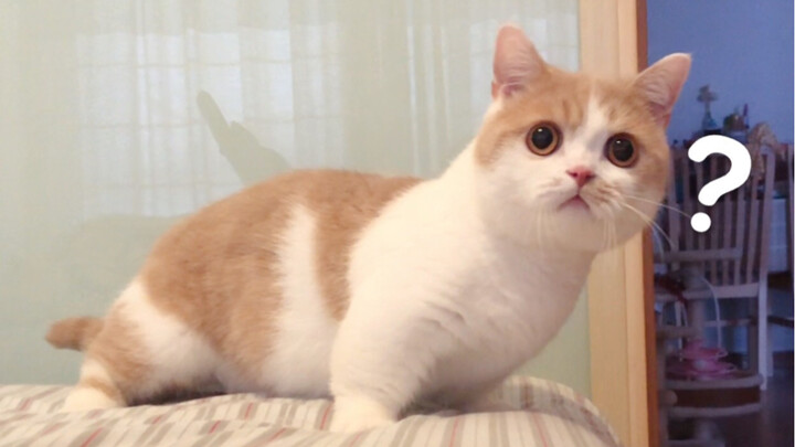 Animal|Collection of Funny Animals