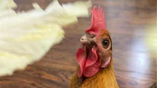 胜男：又活了一天 已经很厉害了