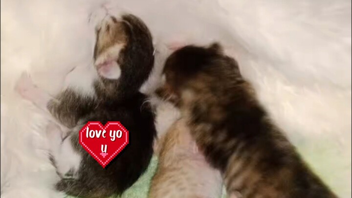 anak kucing lucu