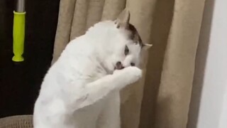 «قطتك لديها مشكلة»