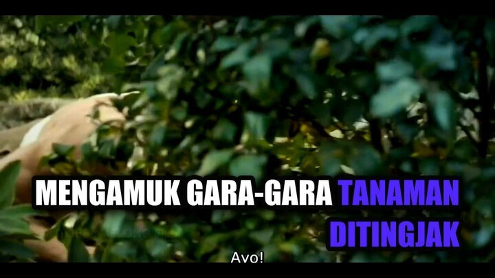 Mengamuk Gara-Gara Tanaman Ditingjak